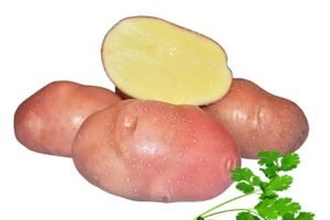 Картопля Беллароза: опис сорти, вирощування, відгуки