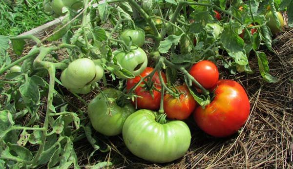 Кращі сорти детермінантних томатів для відкритого грунту і теплиці: найбільш врожайні і смачні