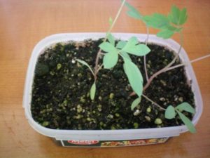 Посадка і догляд за дицентрой у відкритому грунті: вирощування з кореневищ і насіння