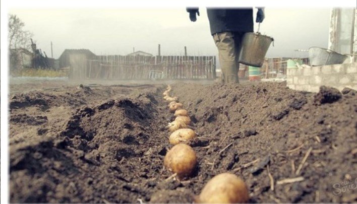Посадка картоплі — за місячним календарем у відкритий грунт