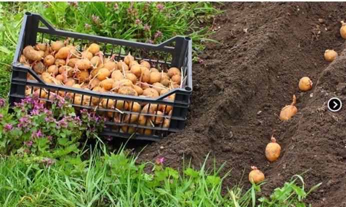 Посадка картоплі — за місячним календарем у відкритий грунт