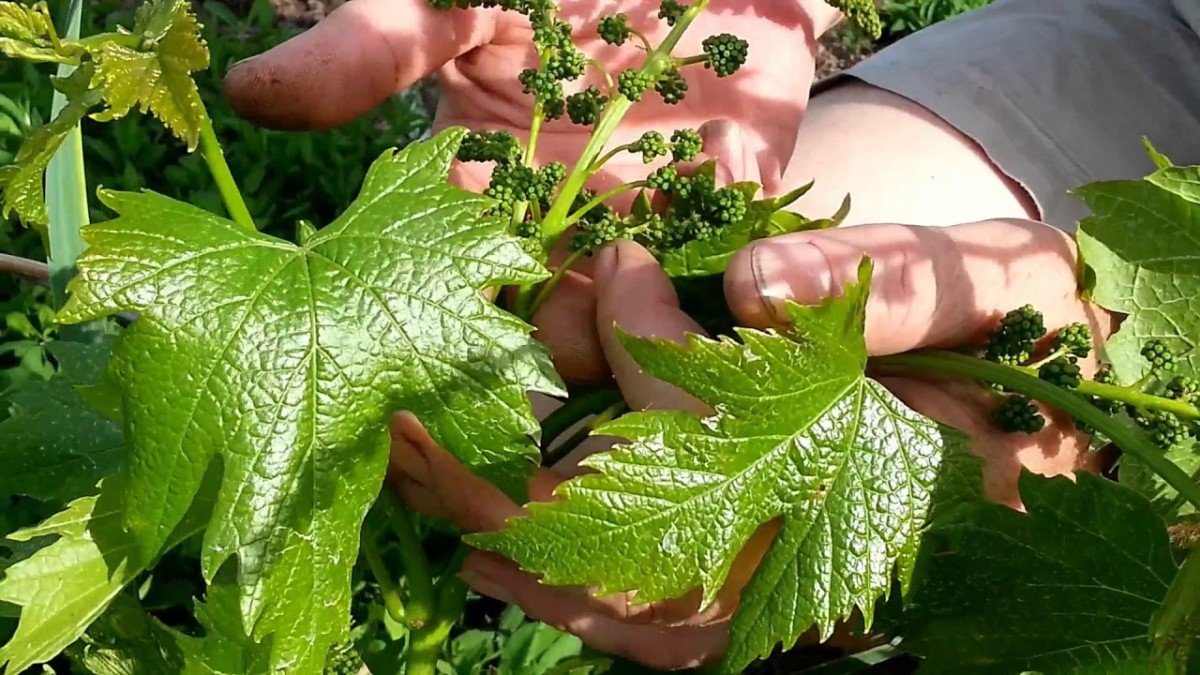 Виноградні листя для долми консервовані на зиму