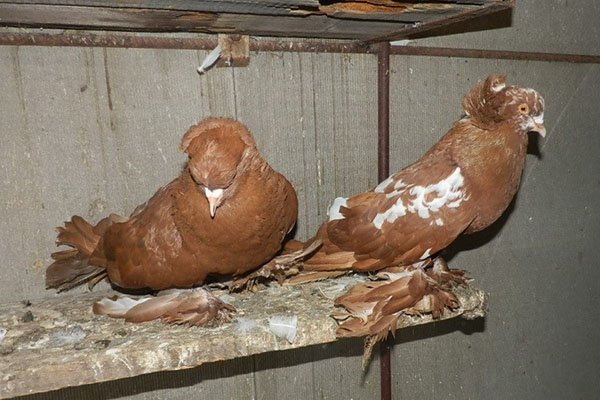 Як розводити голубів різних порід в домашніх умовах, відео