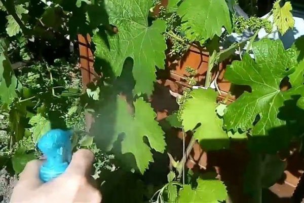 Фунгіцид Скор інструкція по застосуванню для рослин, відео