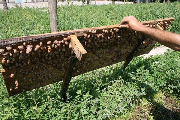 Розведення виноградних равликів скільки ростуть, як доглядати, відео
