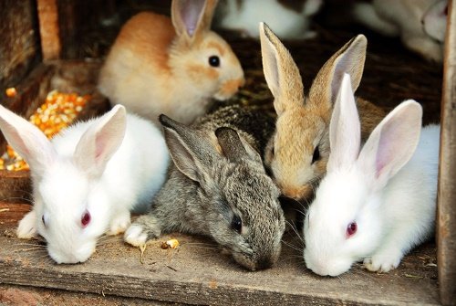 Які бувають кролики, види, популрные породи, відео