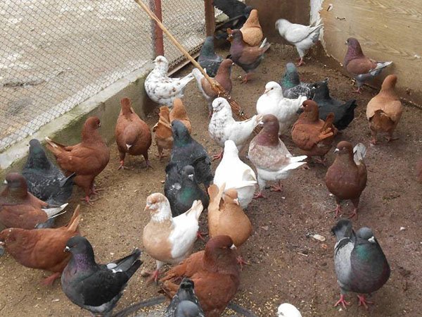 Розведення мясних голубів як бізнес, утримання, відгодівлю, відео