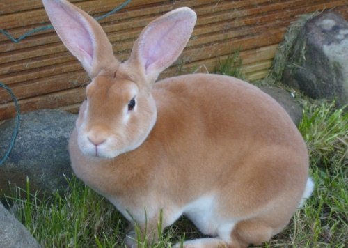 Які бувають кролики, види, популрные породи, відео