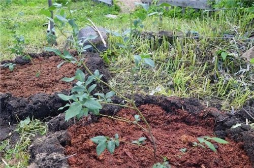 Як садити лохину, яка грунт потрібна і де краще, відео