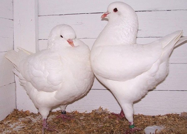 Як розводити голубів різних порід в домашніх умовах, відео