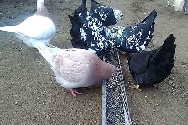 Розведення мясних голубів як бізнес, утримання, відгодівлю, відео