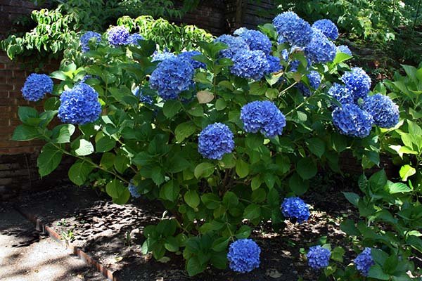 Чим підживити гортензію навесні і влітку для пишного цвітіння: добрива, строки і правила