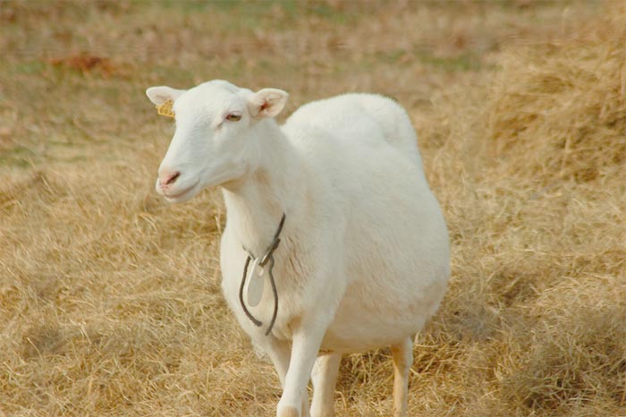 Скільки ходить вагітна коза, пологи, як визначити вагітність