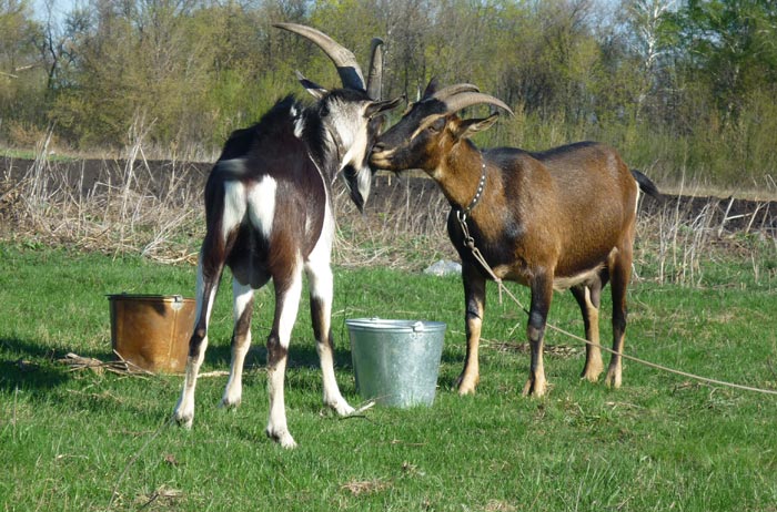 Альпійські кози: опис породи, фото і характеристики, скільки дає молока