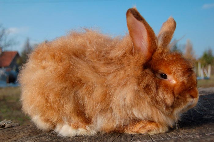 Ангорський кролик (декоративний карликовий): фото, цікаві факти