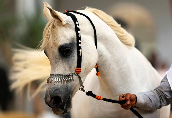 Арабський кінь (скакун): фото породи