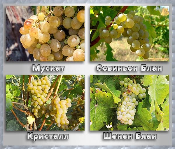 Винні сорти винограду: найкращі сорти з описом і фото