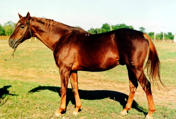 Буденновская порода коней: фото та опис