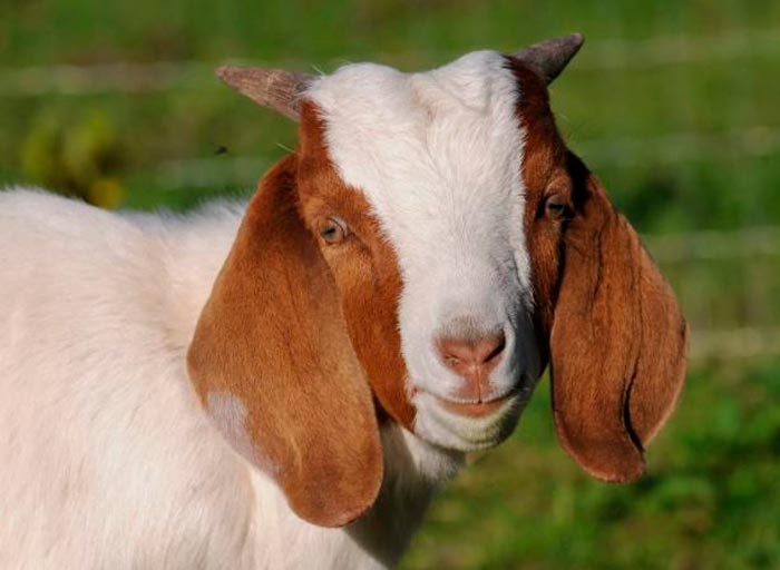 Бурські кози: опис породи, достоїнства і недоліки