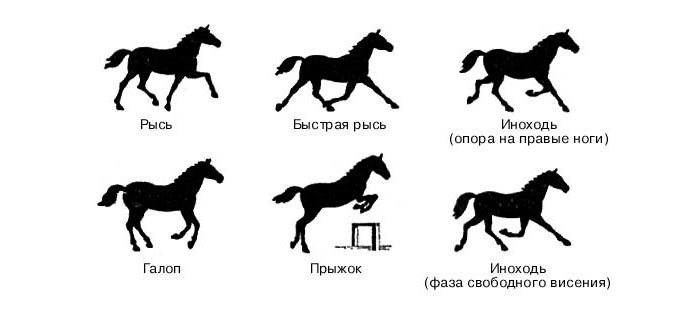 Швидкохідна кінь: найбільш швидкі коні в світі