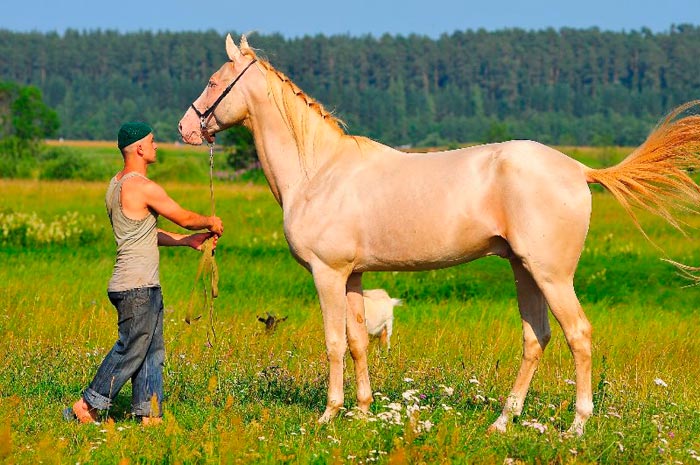 Чистокровна верхова кінь: породи і фото