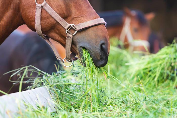 Що їдять коні: чим можна годувати коня