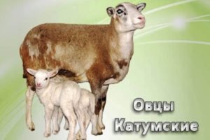 Катумские вівці: опис породи, відгуки, розведення