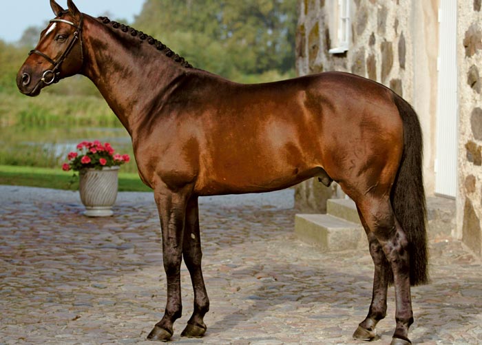 Ганноверська порода коней: фото та опис