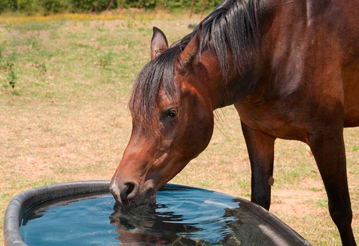 Як народжують коні, скільки ходить вагітна кобила