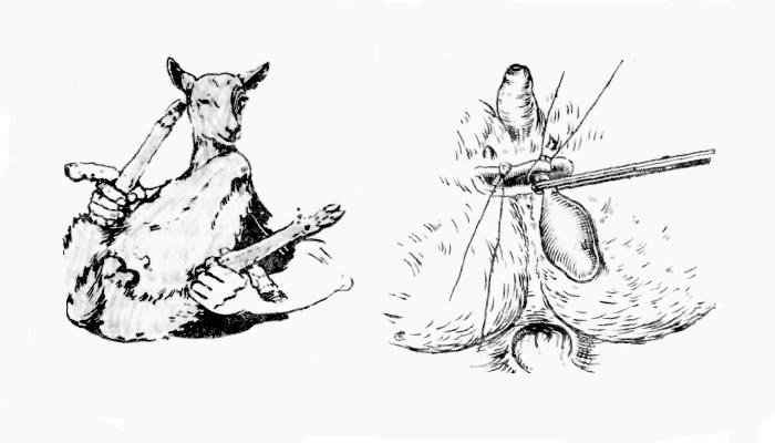 Як зарізати козла: як правильно забити, щоб не було запаху