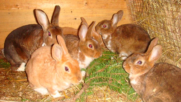 Які гілки дерев можна давати кроликам: гілковий корм