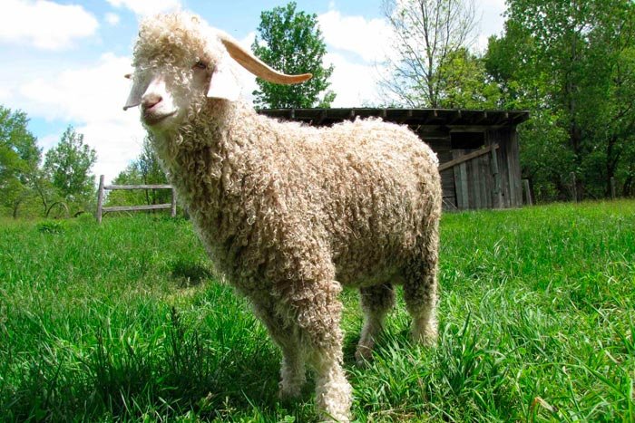 Кашемірова коза та інші пухові породи