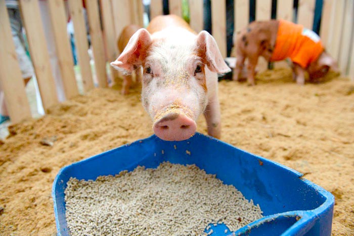 Комбікорм для свиней і поросят: склад і рецепти