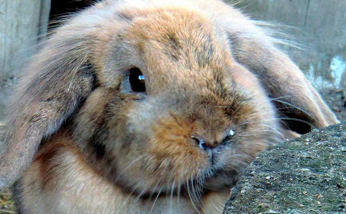 Кролик чхає: що робити, чому виникає риніт