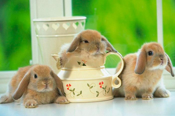 Кролик висловухий баран: декоративна порода французька