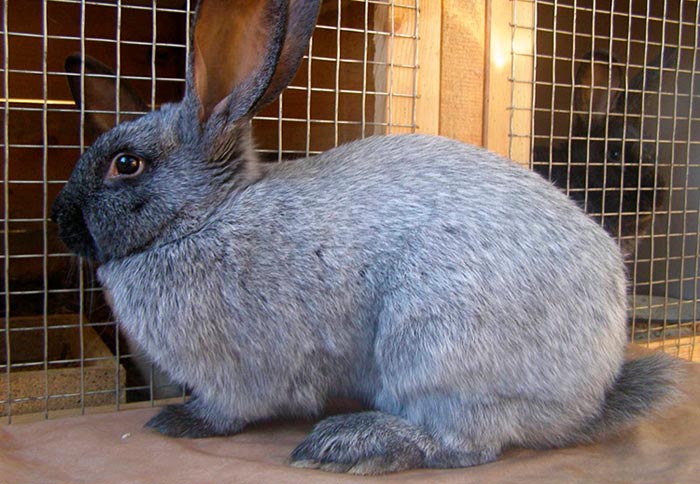 Кролики срібло (полтавські): опис і характеристики породи