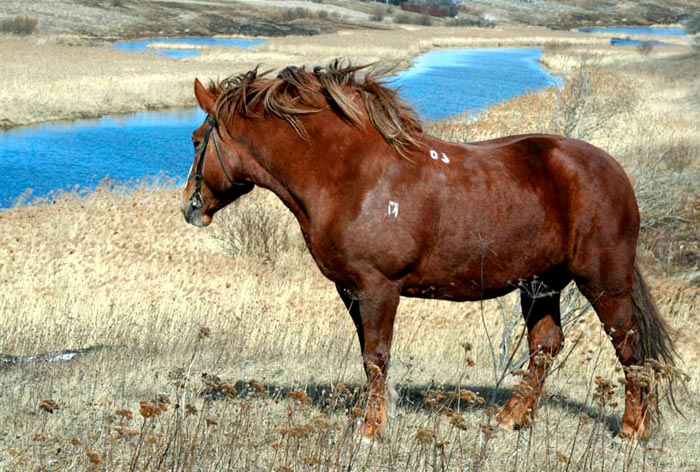 Кінь породи битюг: фото та опис