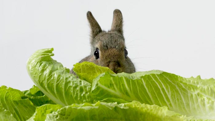 Чи можна давати кроликам листи капусти