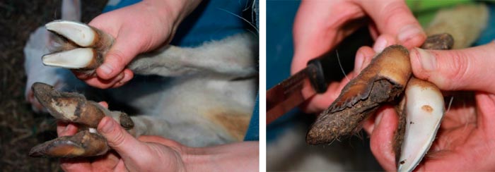 Обрізання копит у кіз: як постригти при потовщенні