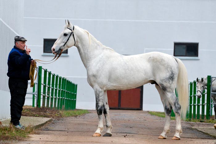 Орловський рисак: фото та опис породи коней