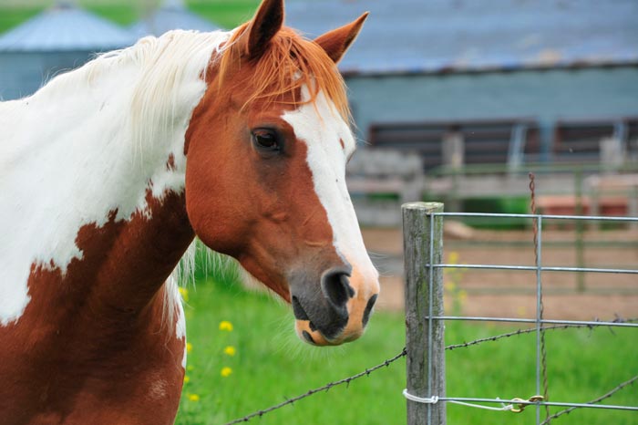 Поні: породи коні, скільки живуть і які бувають
