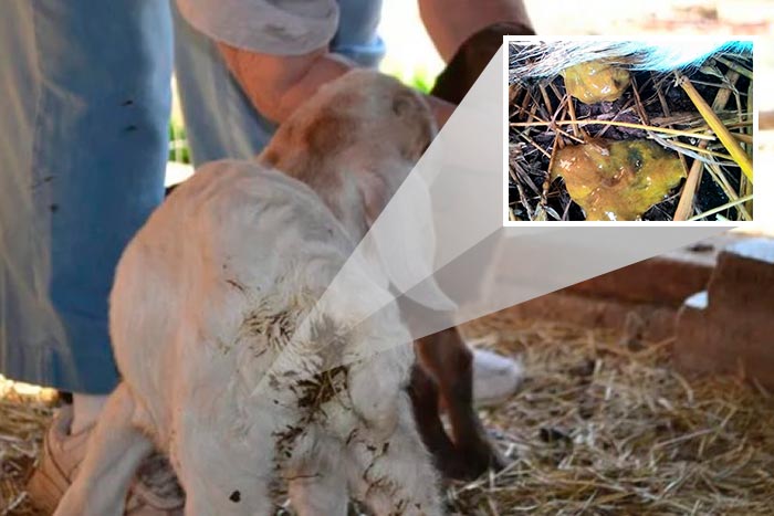 Пронос у кози: що робити і чим лікувати