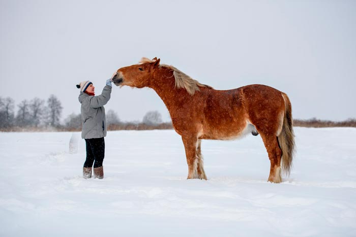 Порода коней радянський ваговоз