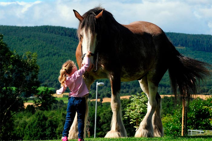 Найбільша кінь у світі, найбільші породи