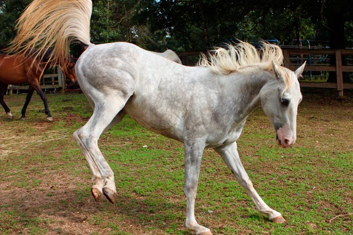 Сіра масть коня: опис та характеристики