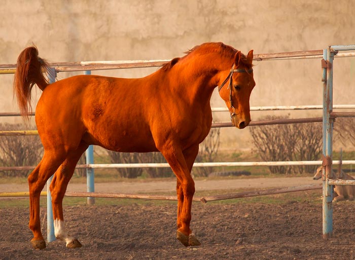 Скакун: скакові коні — верхові породи
