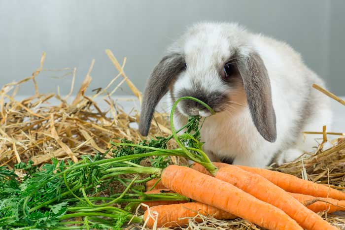 Скільки важить кролик: середня вага по місяцях