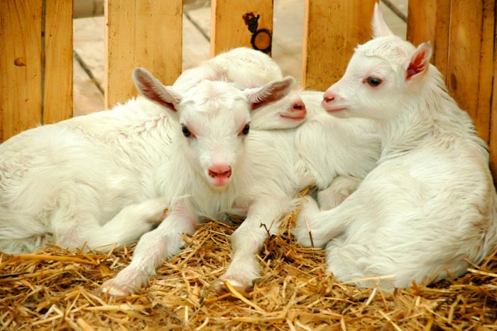 Скільки живуть кози в домашніх умовах