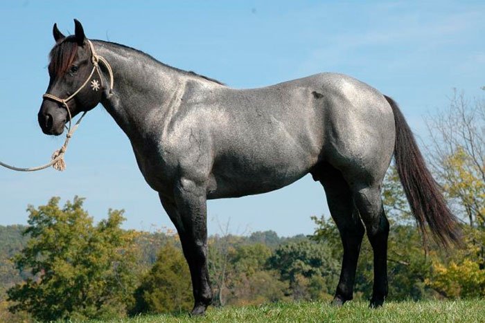 Вороний (чорний) кінь: фото та опис масті