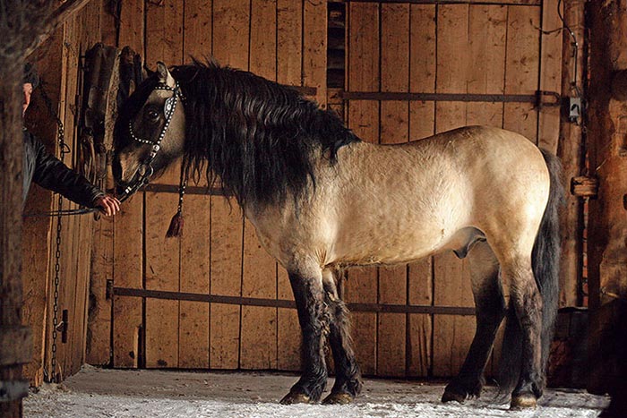 Вятська порода коней: фото та опис